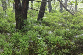 Blueberry bushes (Vaccinium myrtillus), pine, pine family (Pinaceae), spider webs, forest,