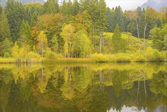 Marsh pond near Oberstdorf, Oberallgäu, Allgäu, Bavaria, Germany, Europe