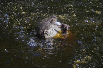 Otter with a fish, UnterWasserReich, Schrems, Lower Austria, Austria, Europe