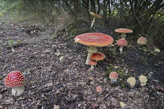 Fly agarics (Amanita muscaria), Emsland, Lower Saxony, Germany, Europe