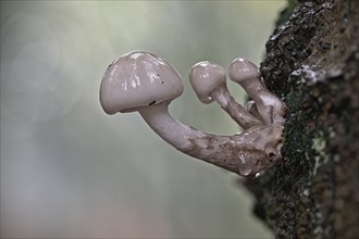 Porcelain fungi (Oudemansiella mucida), Emsland, Lower Saxony, Germany, Europe