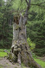 Primeval larch (Larix decidua), Ulten, South Tyrol, Italy, Europe