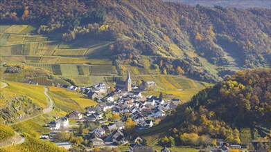 Vineyards in autumn, Mayschoß with parish church, red wine growing region Ahrtal, red wine of the