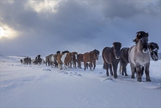 Icelandic horses in the snow in a storm in front of clouds, herd, Akureyri, Iceland, Europe