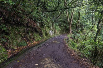 PR11 Vereda dos Balcões hiking trail through laurel forest to the Miradouro Balcoes viewpoint,