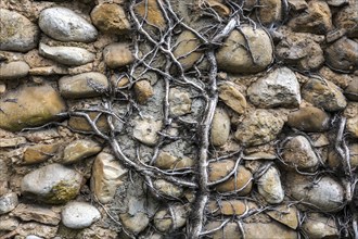 Dead ivy on a wall of pebbles, Provence, France, Europe