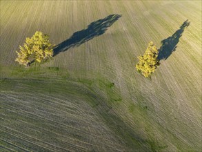 Cultivated fields in winter in the Campiña Cordobesa, the fertile rural area south of the town of