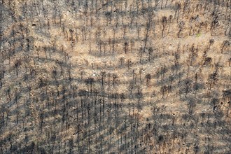 Burned Stone or Umbrella Pines (Pinus pinea) after a forest fire, aerial view, drone shot, Sierra