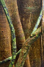 Structure, pattern, deposits, patina, art, nature, nature art on tropical tree, rainforest,