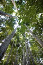 Kauri (Agathis australis), rainforest, forest, tree, tropics, tropical, Paronella Park, Innisfail,