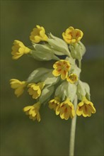 Cowslip (Primula veris)