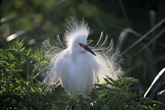 Snowy Egret (Egretta thula), Florida, USA, heron, North America