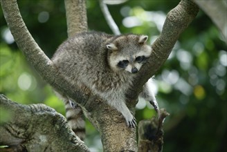 Raccoon (Procyon lotor)