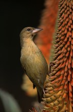 African southern masked weaver (Ploceus velatus), female, Addo Elephant National Park,