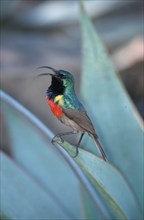 Great Collared Sunbird, male, Addo Elephant National Park, South Africa (Nactarinia afra),