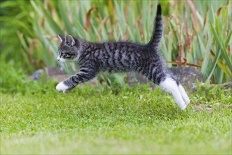 House cat, kitten, tabby, lateral