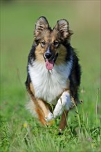 Mixed breed dog