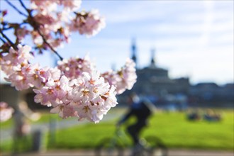 Dresden Spring on the banks of the Elbe in Neustadt