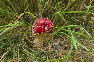 Dippoldiswalder Heide, fly agaric