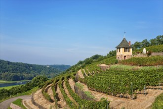 Not far from the Boselspitze, leaning towards the Elbe, is the vineyard known as the Rote Presse .