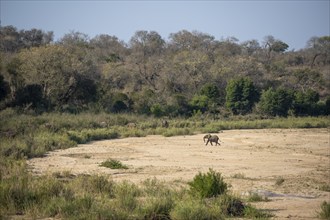 African elephant (Loxodonta africana) Kruger National Park, South Africa, Africa