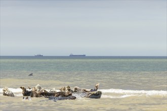 Grey (Halichoerus grypus) seal adult animals resting in the surf with two boats on the sea in the