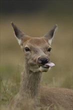 Red deer (Cervus elaphus) adult female hind sticking its tongue out, Surrey, England, United