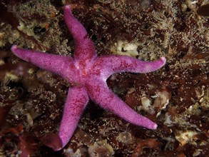 Bloody Henry Starfish (Henricia), dive site Maharees Islands, Castlegregory, Co. Kerry, Irish Sea,