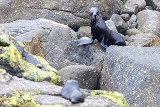 Pinnipeds (Pinnipedia), Colony, Cape Foulwind, New Zealand, Oceania