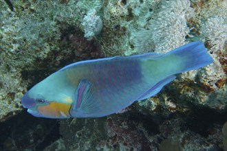 Bullethead parrotfish (Chlorurus sordidus), Dive Site Small Gifton Reef, Hurghada, Egypt, Red Sea,