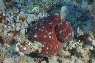 Great Blue Octopus (Octopus cyaneus), Dive Site House Reef, Mangrove Bay, El Quesir, Egypt, Red