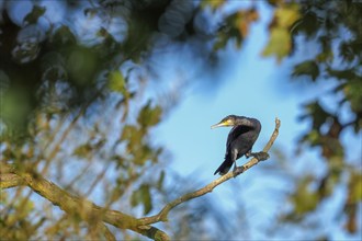 Great cormorant (Phalacrocorax carbo) standing on branch, autumnal bokeh, Hesse, Germany, Europe