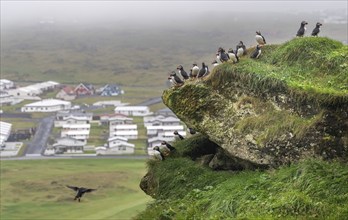 Puffin (Fratercula arctica) sitting on a grassy rock, Heimaey Island, Westman Islands,