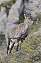 Alpine ibex (Capra ibex), goat standing in steep terrain, Canton of St. Gallen, Switzerland, Europe