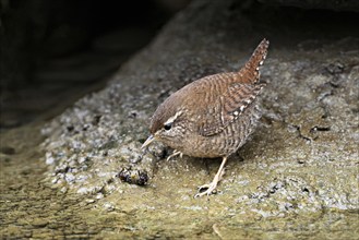 Eurasian wren (Troglodytes troglodytes), standing on a stone at the edge of a waterhole,