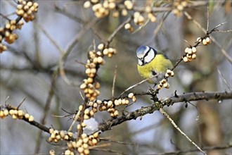 Blue tit (Cyanistes caeruleus, Syn.: Parus caeruleus), sitting on a branch, Switzerland, Europe