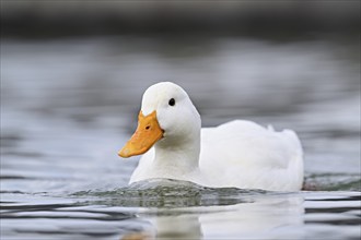 Mallard (Anas platyrhynchos), albino, swimming, Switzerland, Europe