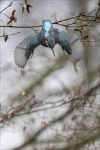 Common kingfisher (Alcedo atthis) in a dive, Emsland, Lower Saxony, Germany, Europe