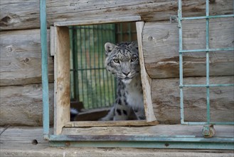 Snow leopard (Panthera uncia), captive, reception station of the German Nature Conservation