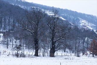 Natural monument oak trees on Schöpsdamm