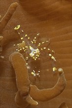 Extreme close-up of shrimp Disc anemone shrimp (Pliopontonia furtiva) sitting on disc anemone