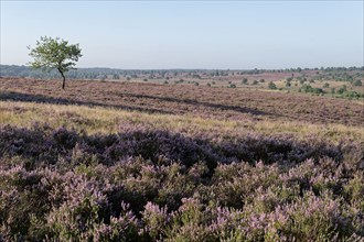 Heath blossom in the heath around the Wümmeberg in the Lüneburg Heath nature reserve.