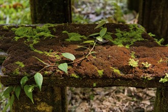 Mouldering table with moss, moss covering, overgrown, old, historical, ruin, growth, tropical,