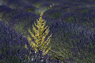 Mullein in a lavender field, Provence, France, Europe