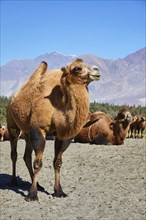 Bactrian camels in Himalayas. Hunder village, Nubra Valley, Ladakh, Jammu and Kashmir, India, Asia