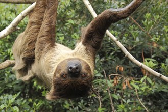 Linnaeus's two-toed sloth (Choloepus didactylus) upside down, down, hanging, climbing, captive