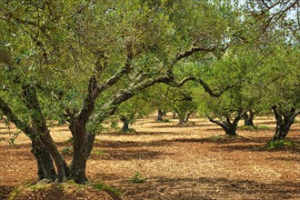 Olive trees (Olea europaea) grove in Crete, Greece for olive oil production. Horizontal camera pan