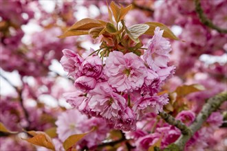 Japanese cherry blossoms