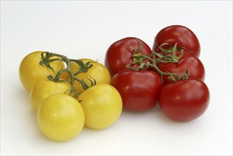 Red and yellow tomatoes (Solanum lycopersicum)