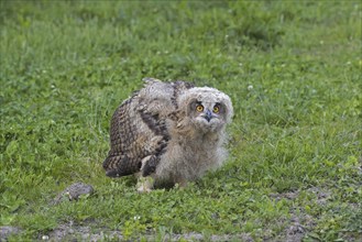 Eurasian eagle-owl (Bubo bubo), young European eagle-owl owlet sitting exposed on the ground in